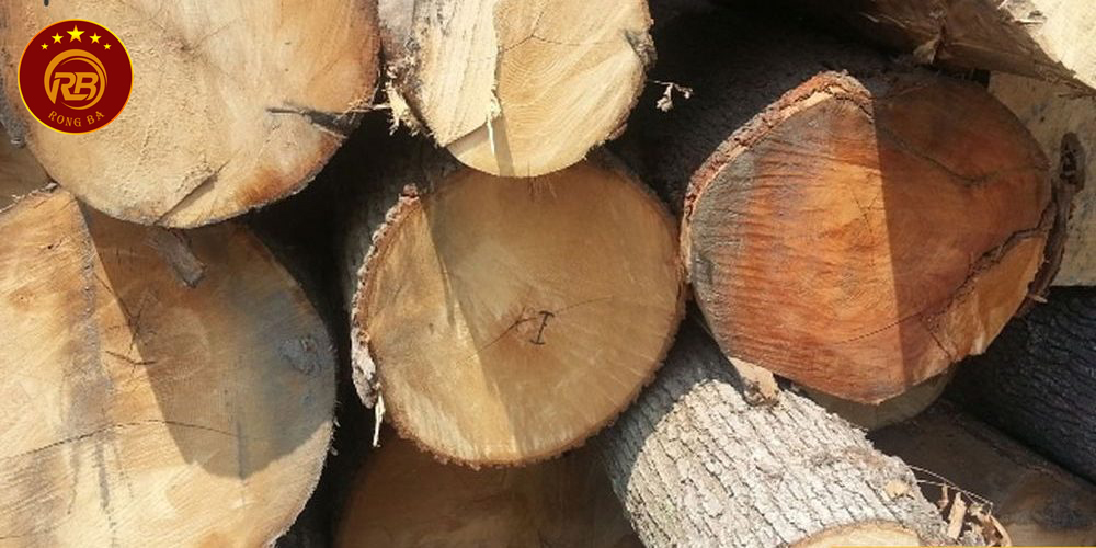 gỗ sồi có bị mối mọt không